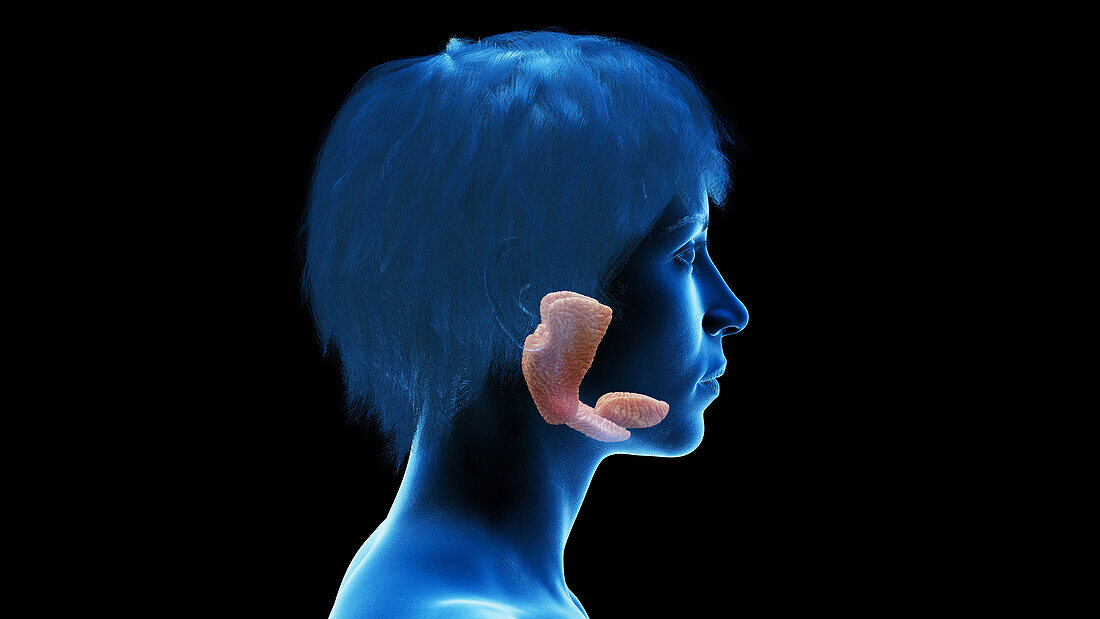 Female salivary glands, illustration