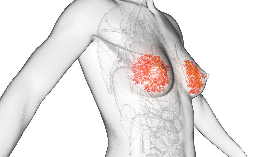 Female mammary glands, illustration