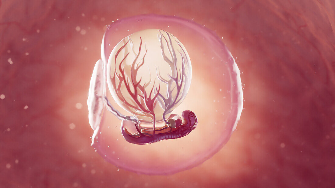 Embryo at 3 weeks of gestation, illustration