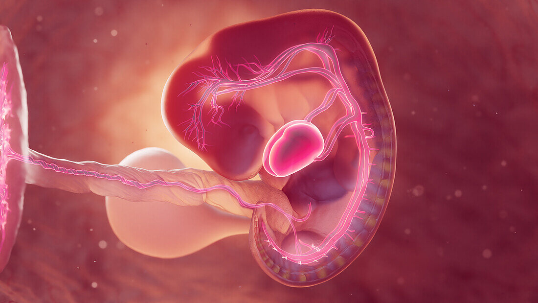 Cardiovascular system of 6 week embryo, illustration