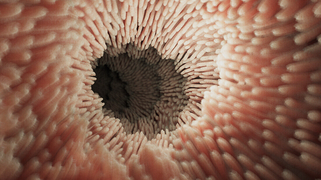 Intestinal microvilli, illustration
