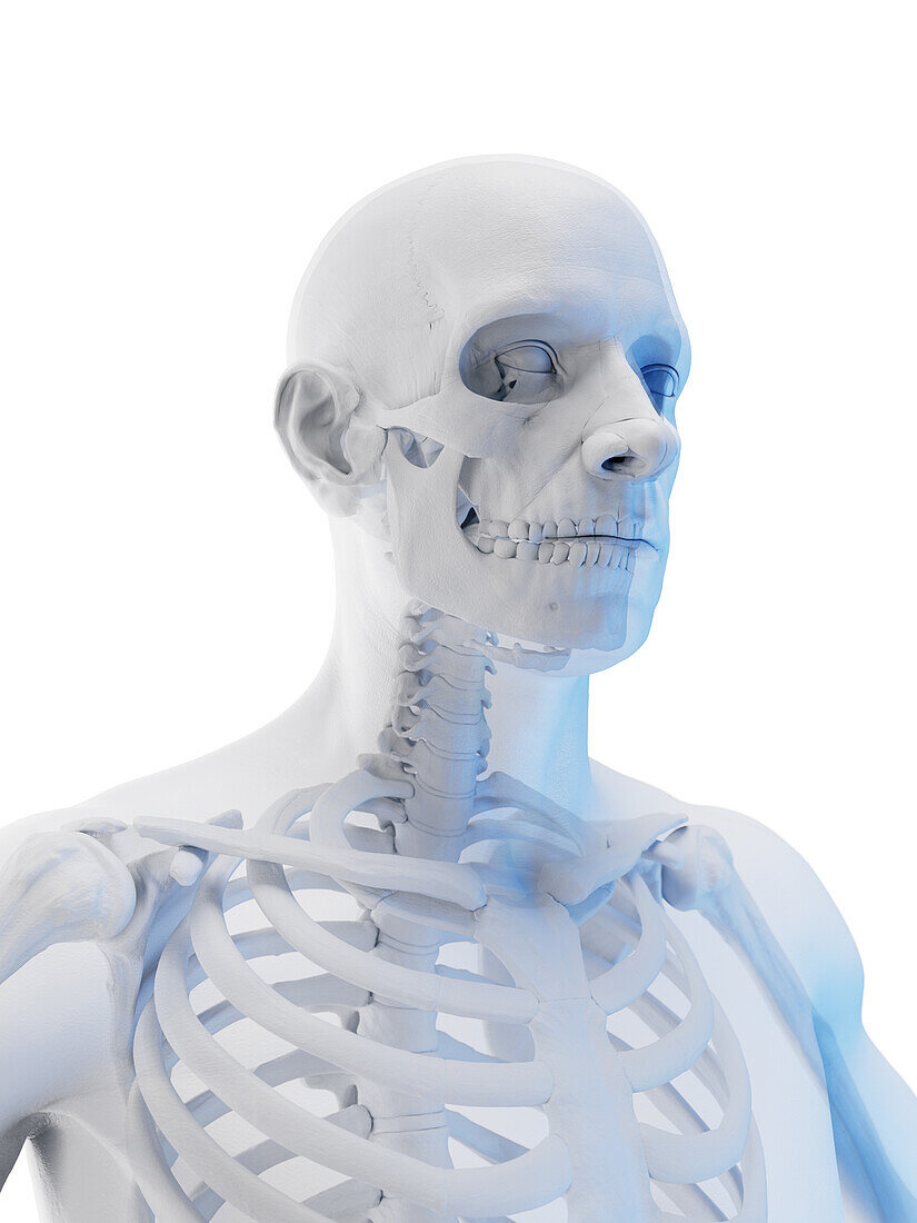 Bones of the torso, illustration