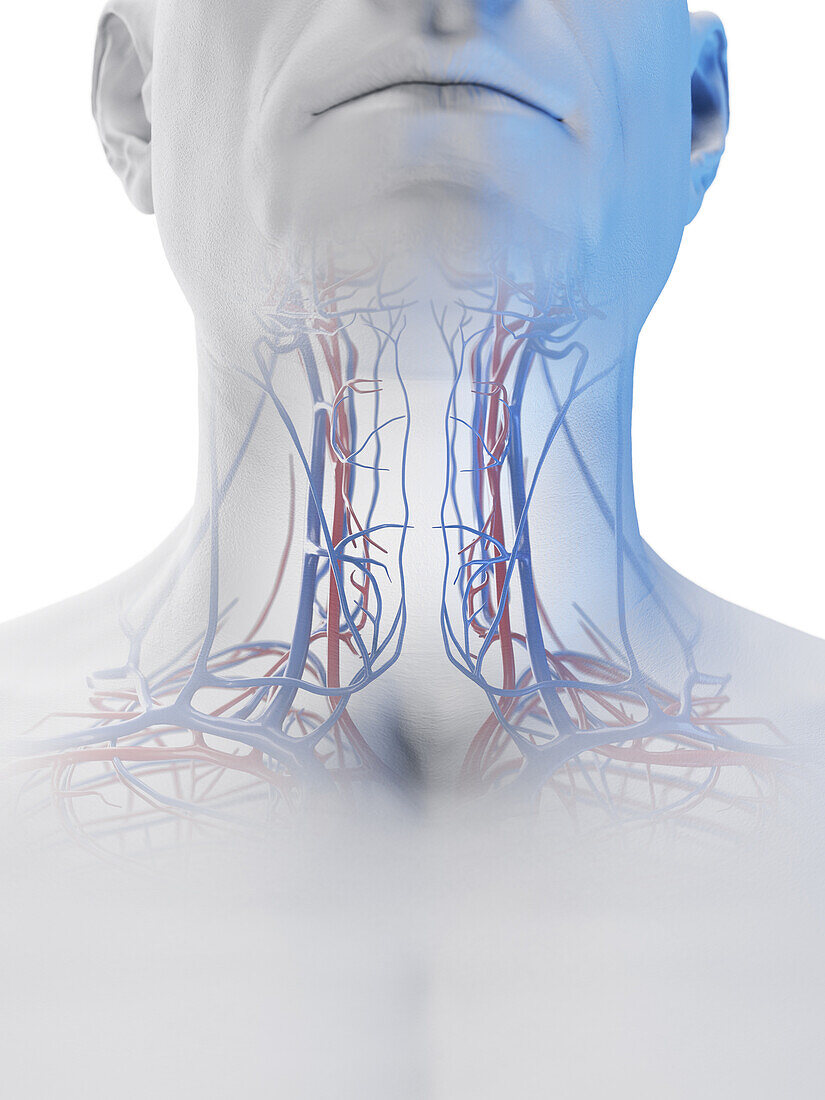 Male neck vessels, illustration