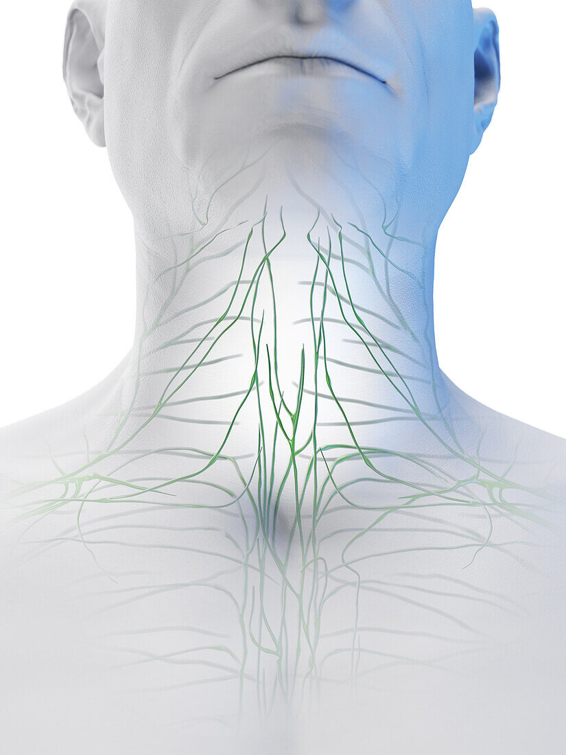 Male lymphatic system, illustration