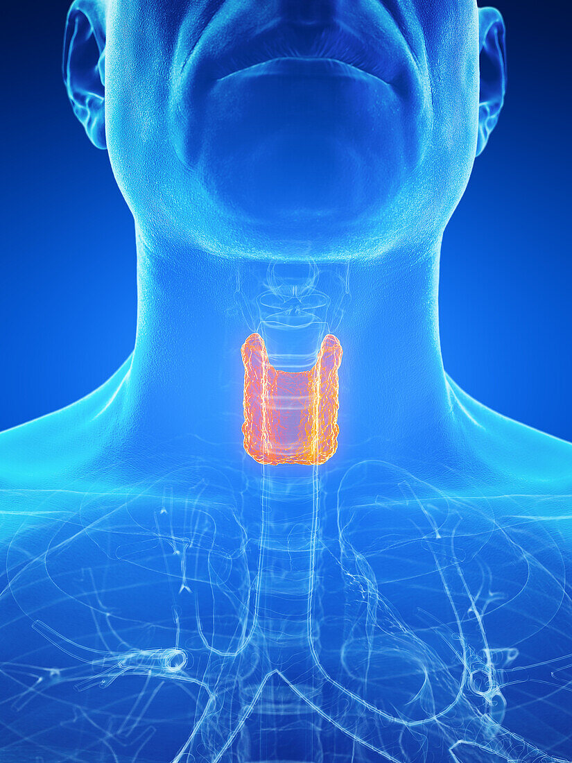 Male thyroid glands, illustration