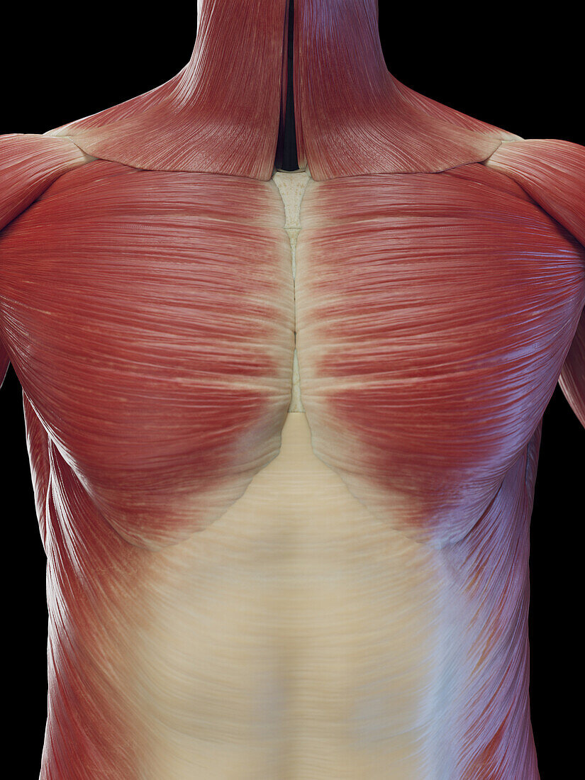 Male superficial torso muscles, illustration