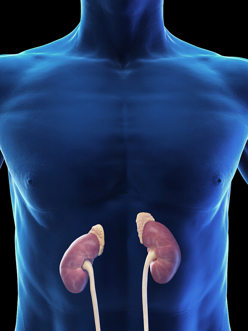 Male kidneys and adrenal glands, illustration