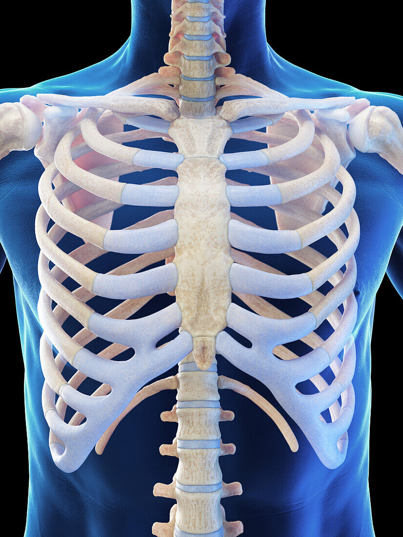 Male ribcage, illustration