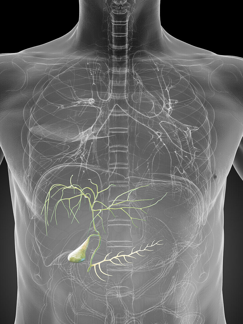 Male gallbladder, illustration