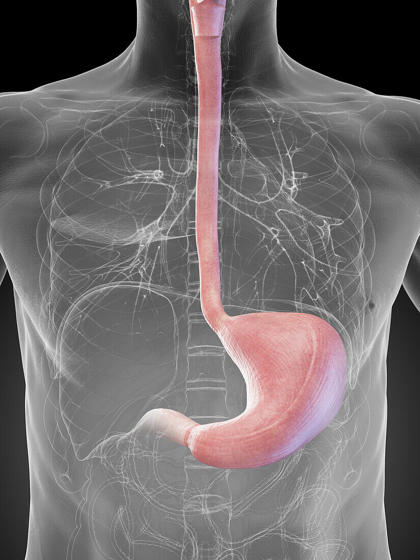 Male stomach, illustration