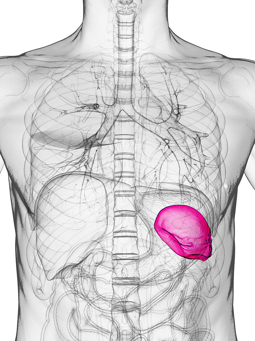 Male spleen, illustration
