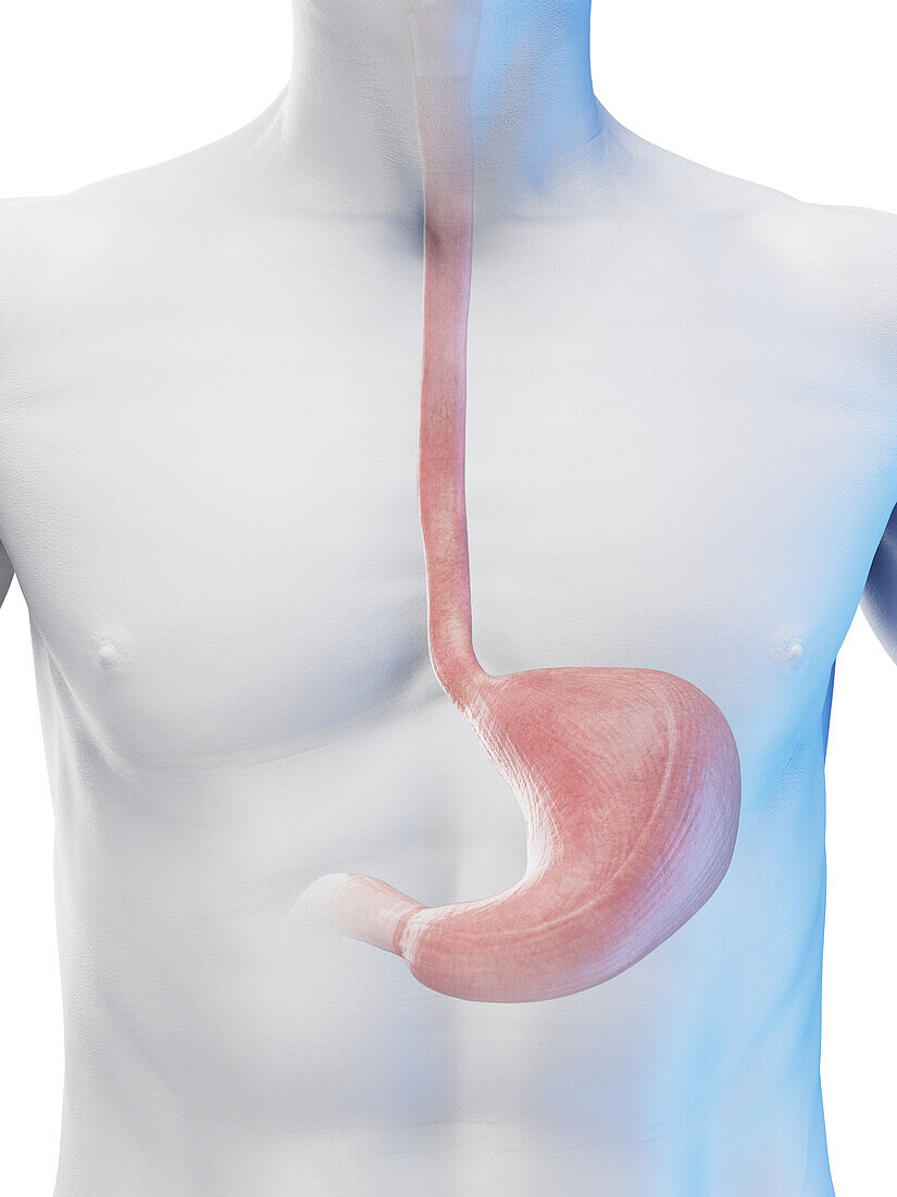 Male stomach, illustration
