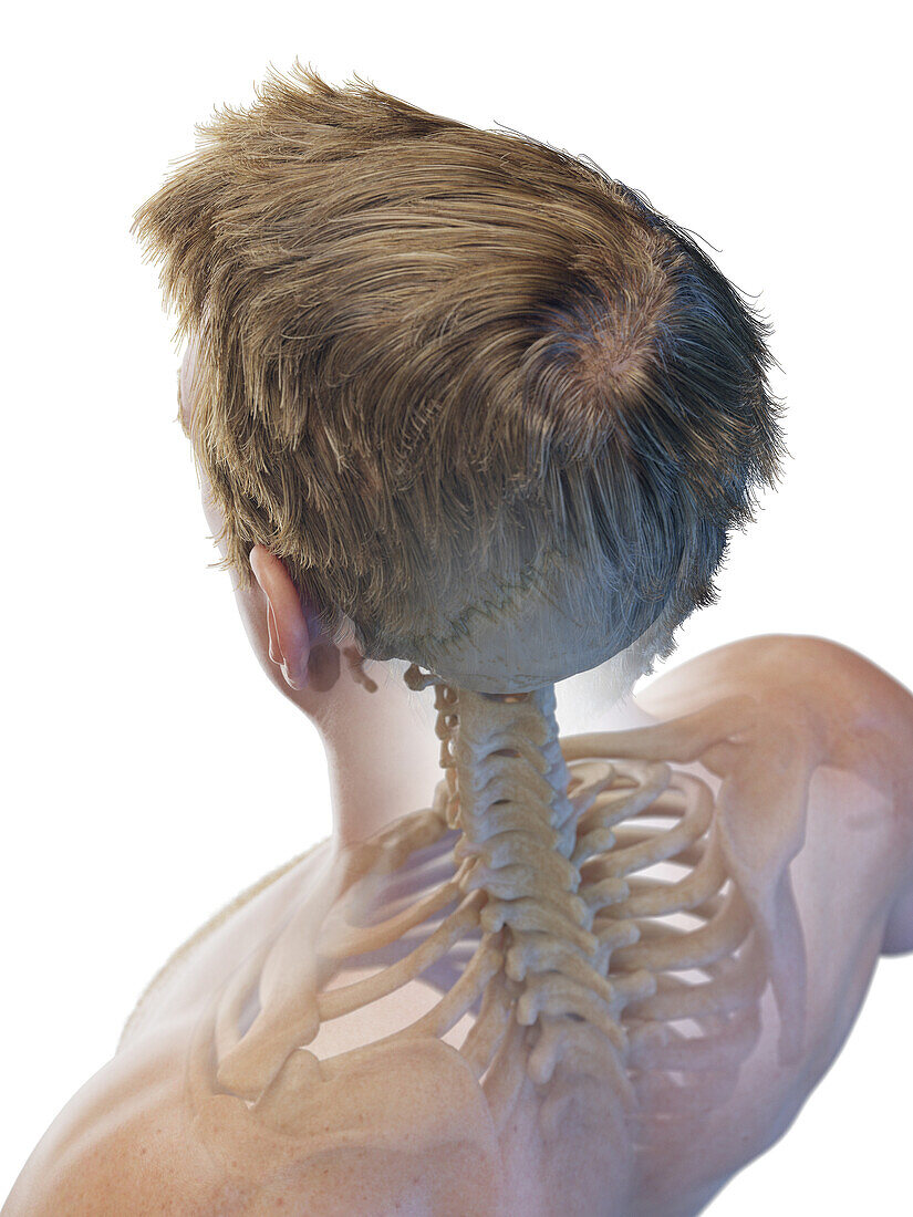 Bones of the head and upper back, illustration