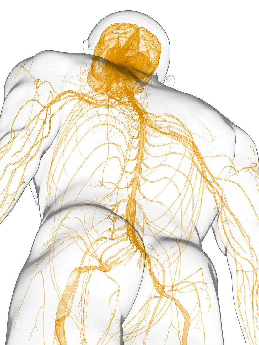 Brain and nerves, illustration