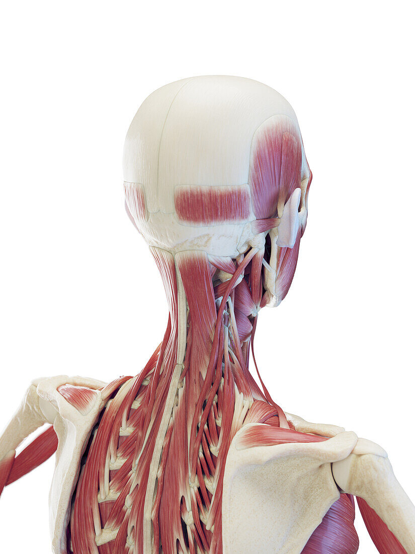 Male deep neck muscles, illustration