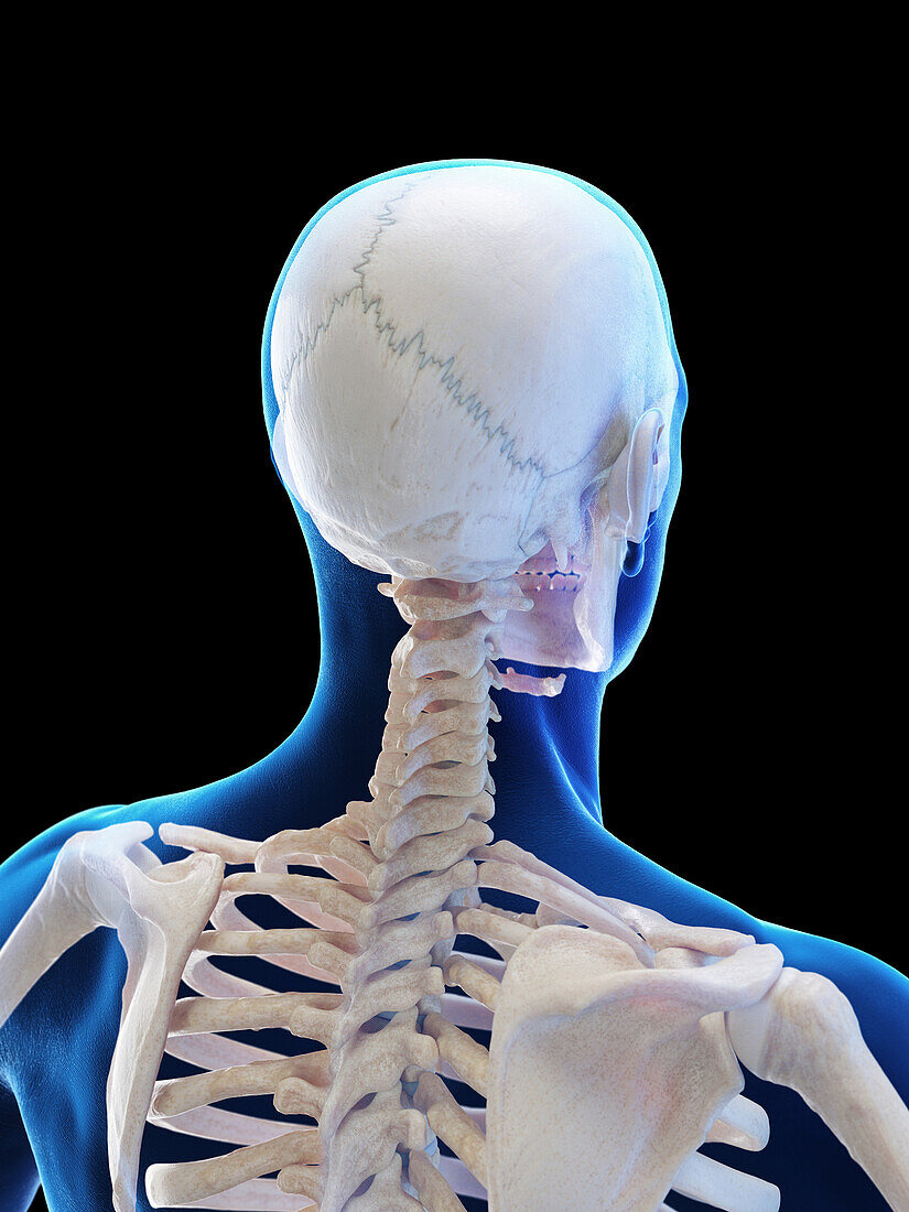 Bones of head and upper torso, illustration