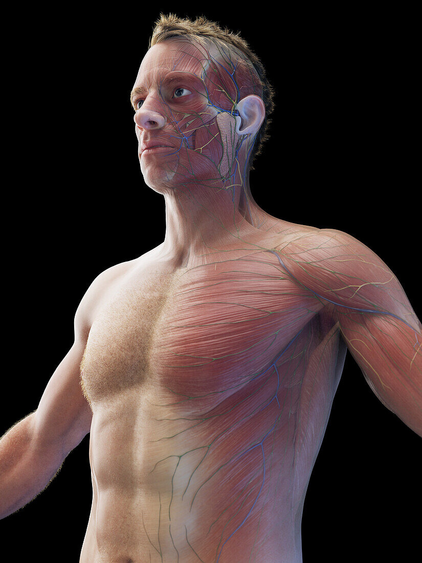 Male torso muscles, illustration