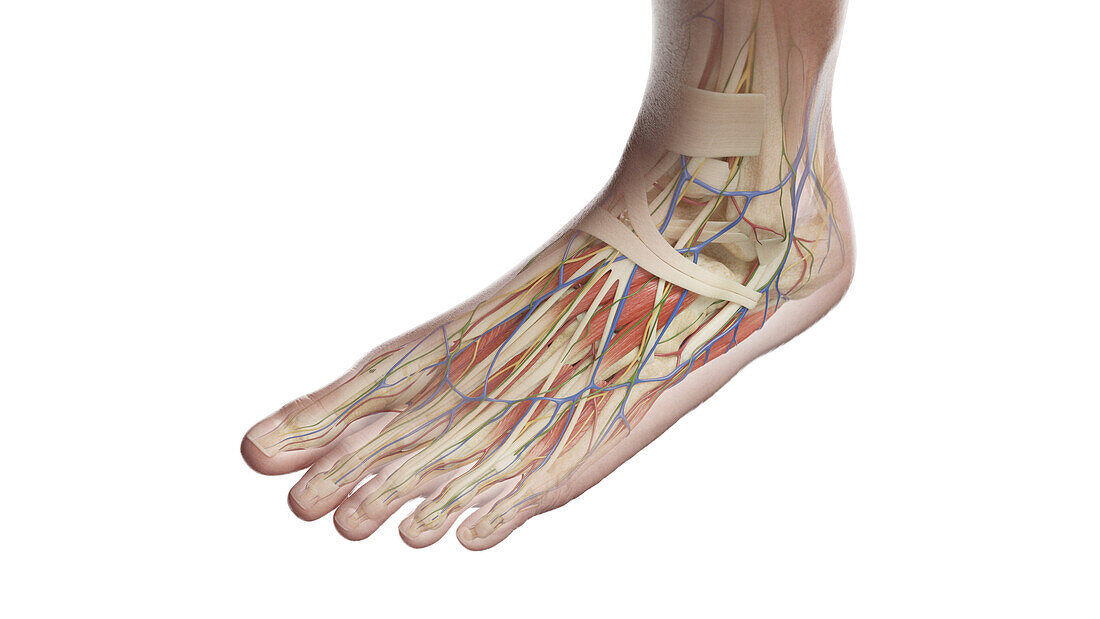 Anatomy of the left foot, illustration