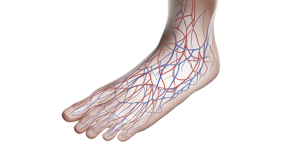 Vascular system of the left foot, illustration