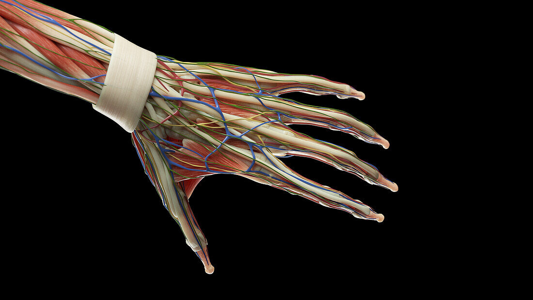Anatomy of the left hand, illustration