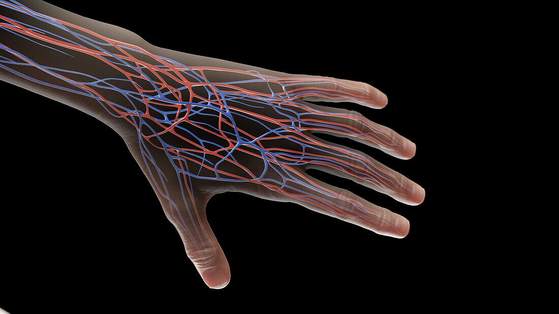 Vascular system of the left hand, illustration