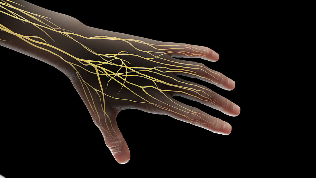Nerves of the left hand, illustration
