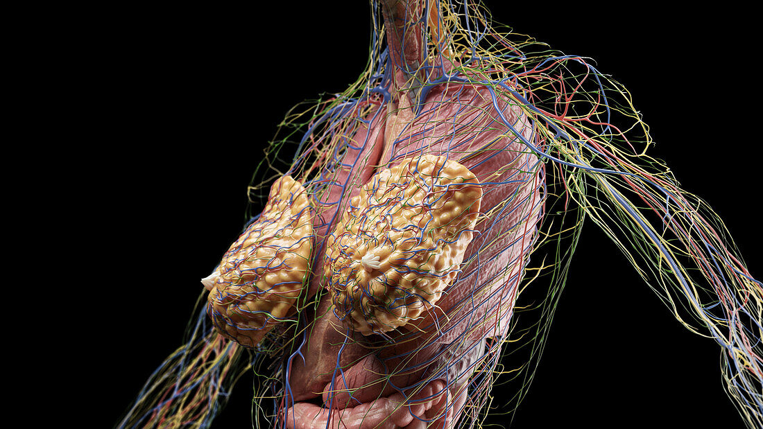 Anatomy of the chest, illustration