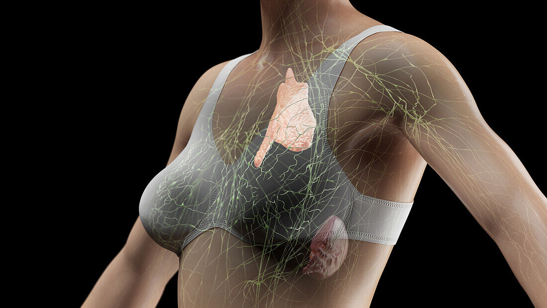 Lymphatic system of the chest with clothing, illustration