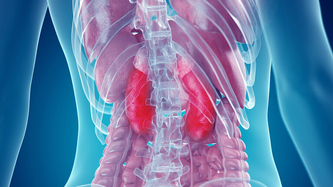 Kidneys, illustration