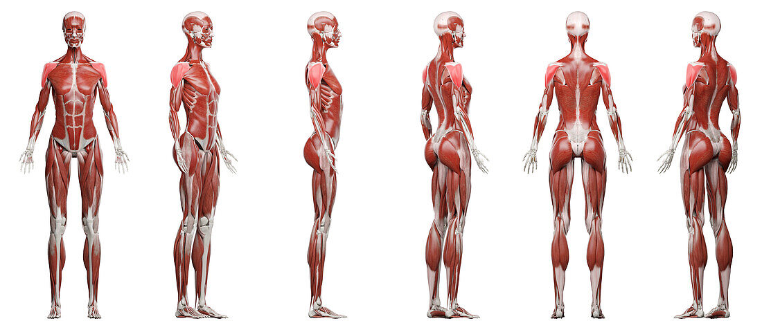 Deltoid muscles, illustration
