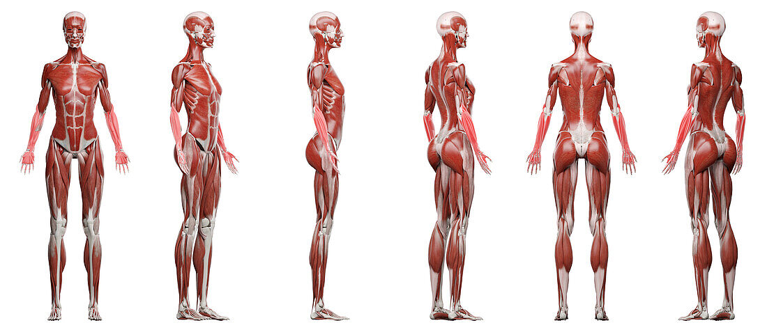 Lower arm muscles, illustration
