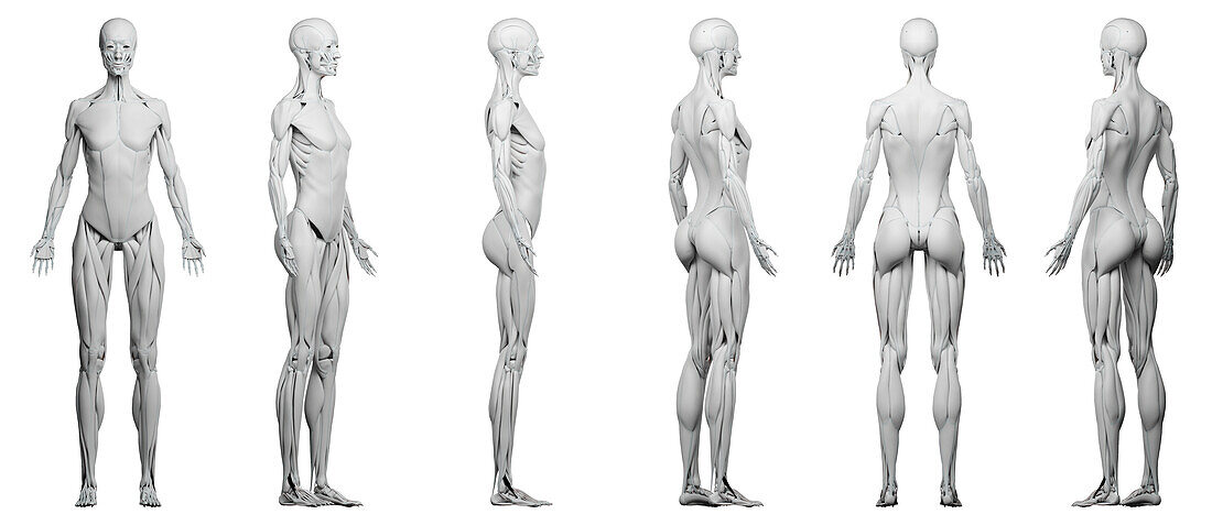 Female muscles, illustration