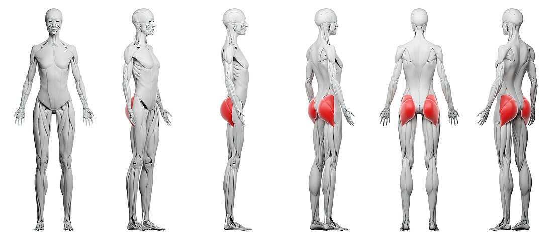 Glute muscles, illustration
