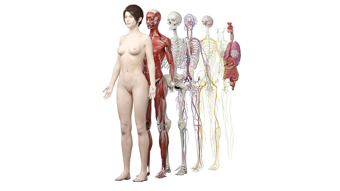 Human anatomy systems, illustration