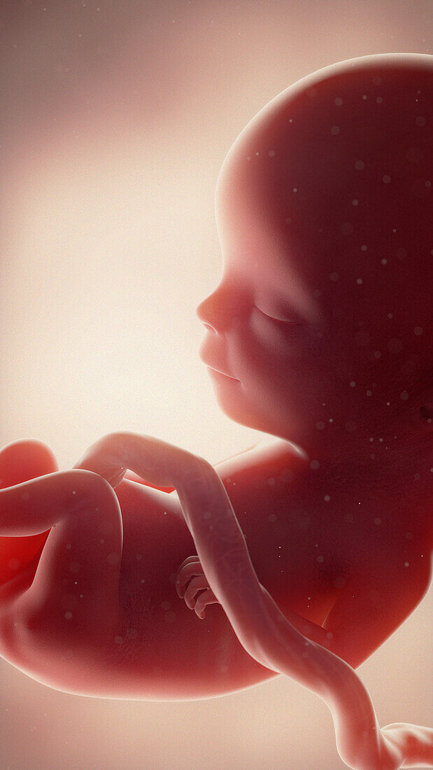 Foetus at week 13, illustration