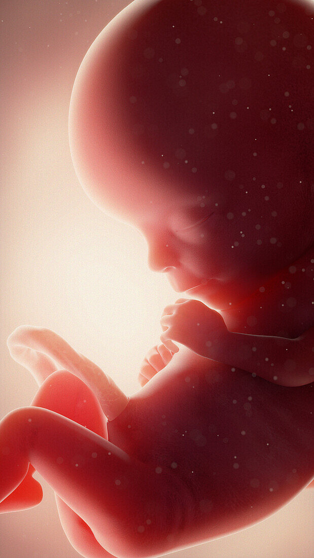 Foetus at week 15, illustration