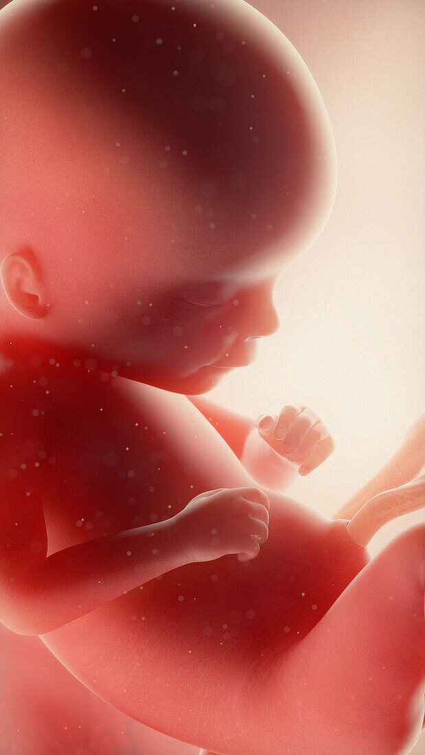 Foetus at week 17, illustration