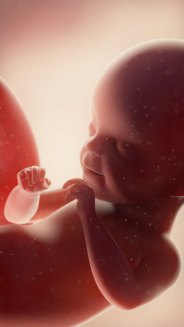 Foetus at week 21, illustration