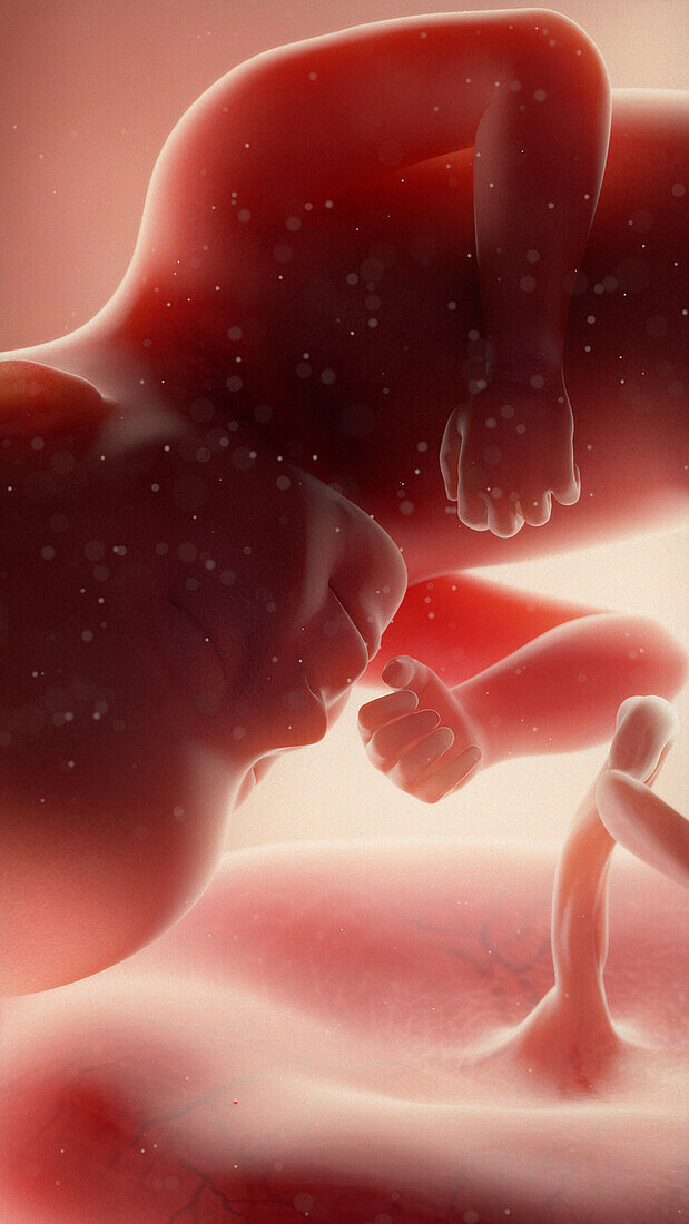 Foetus at week 27, illustration