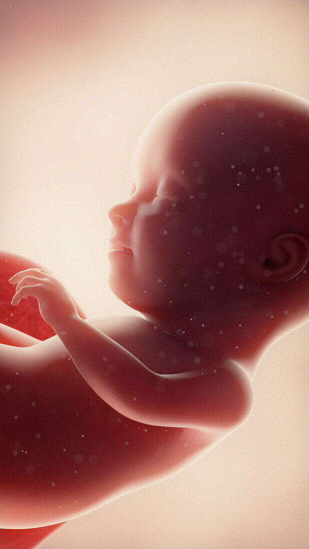 Foetus at week 31, illustration