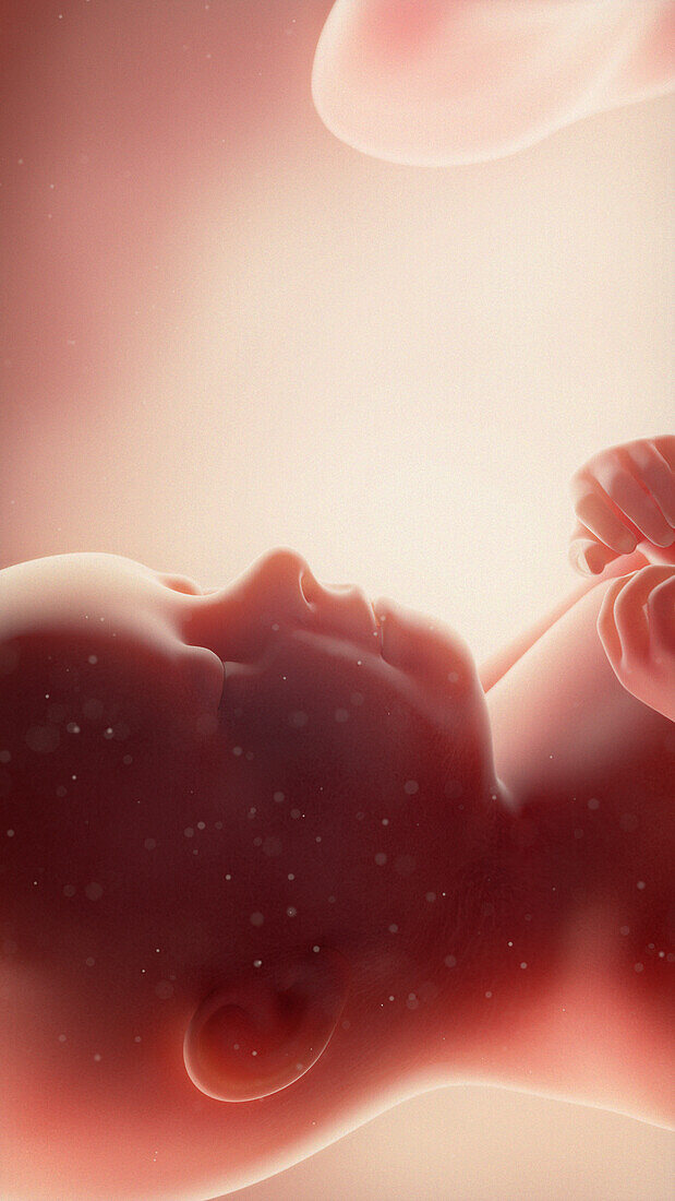 Foetus at week 37, illustration