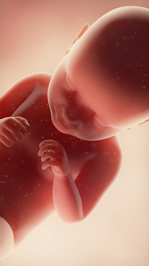 Foetus at week 39, illustration