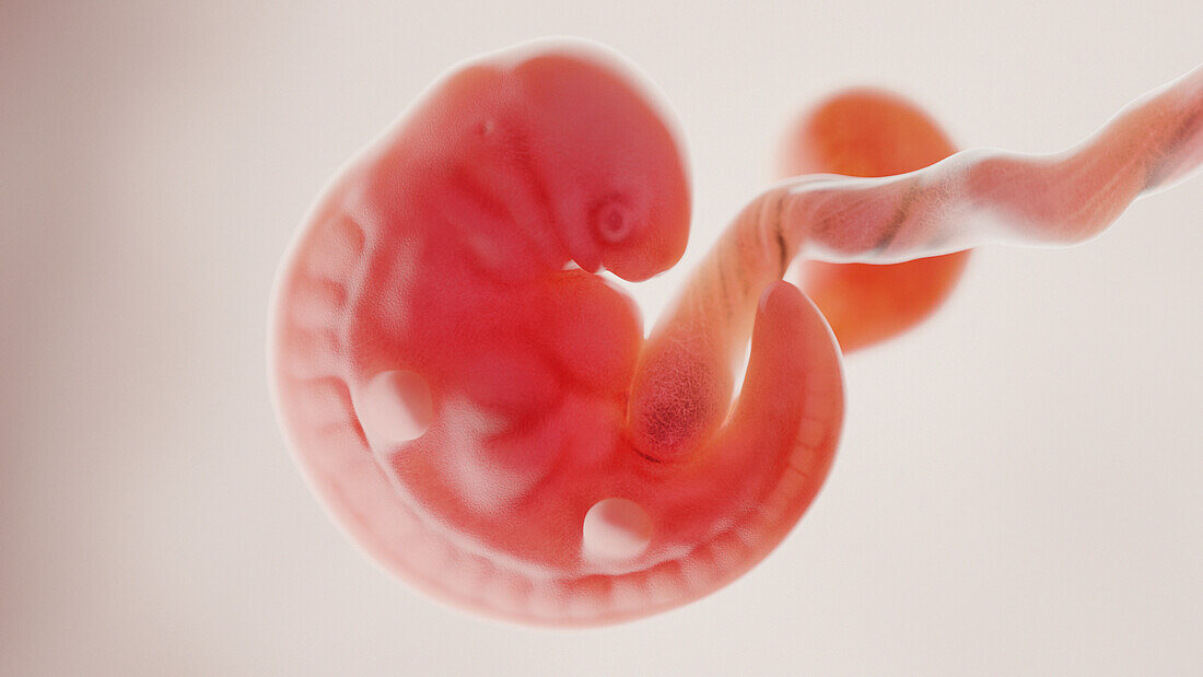Foetus at week 6, illustration