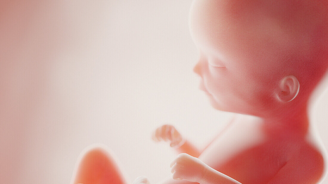 Foetus at week 16, illustration