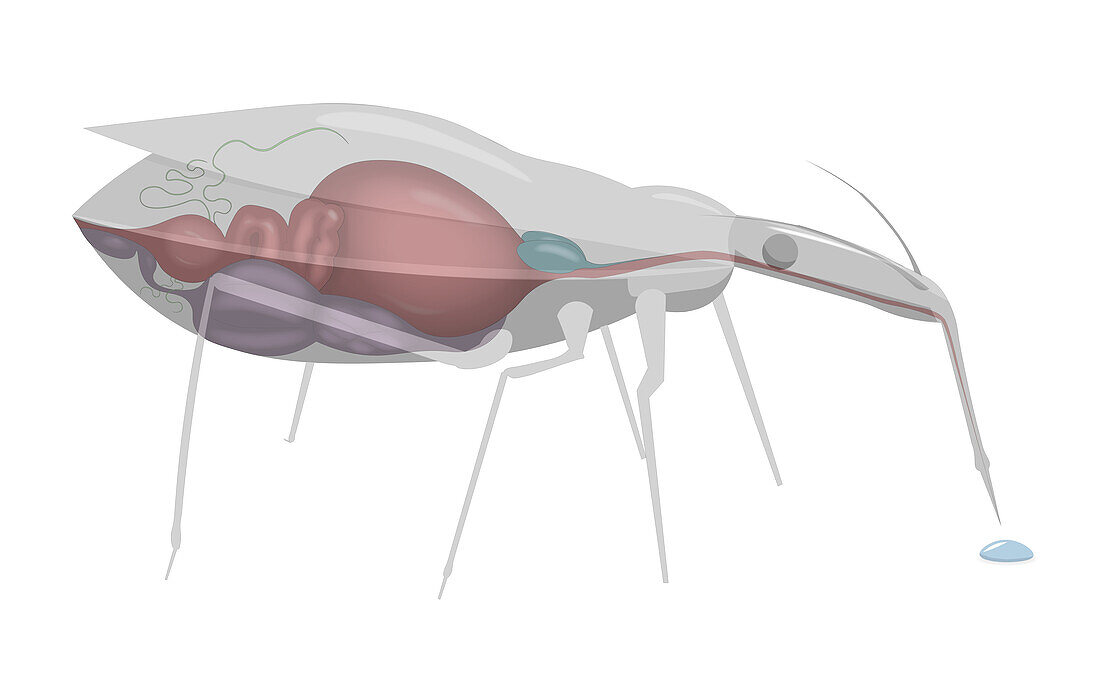Kissing bug, illustration