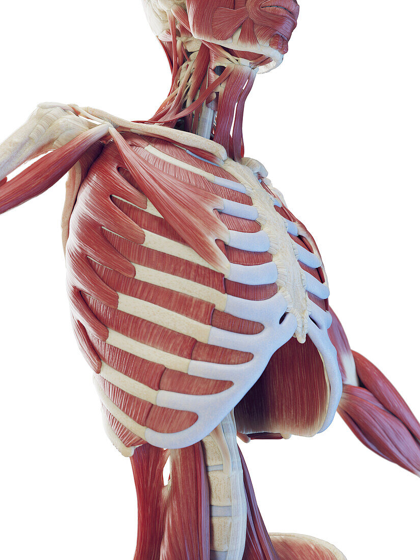 Muscular system of the torso, illustration