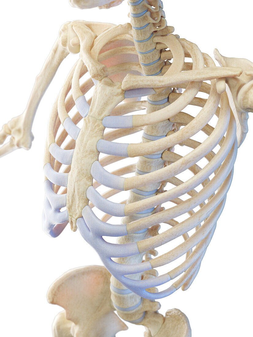 Skeletal system of the torso, illustration