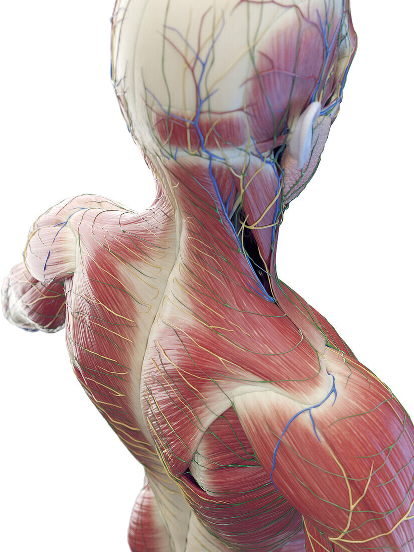Neck and back muscles, illustration