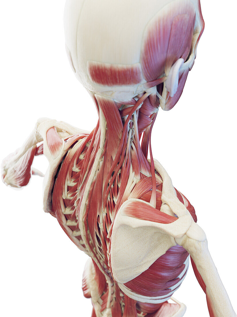 Deep neck and back muscles, illustration