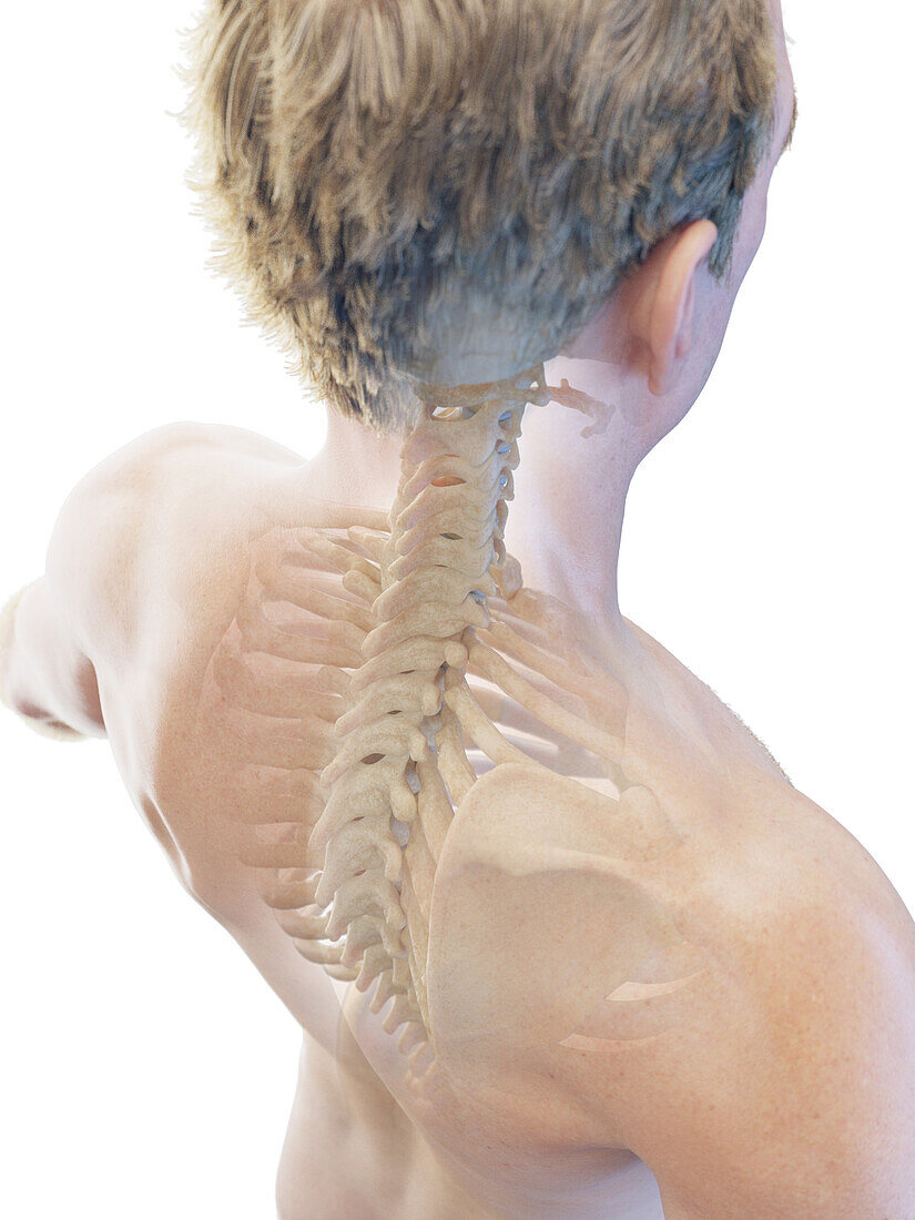 Neck and upper back bones, illustration